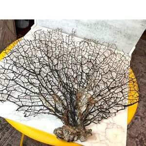 Gorgonia Sea Fan Costal decor item Vintage must see
